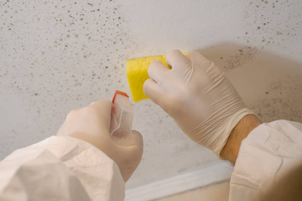 Professional Mold Removal in Holiday, FL